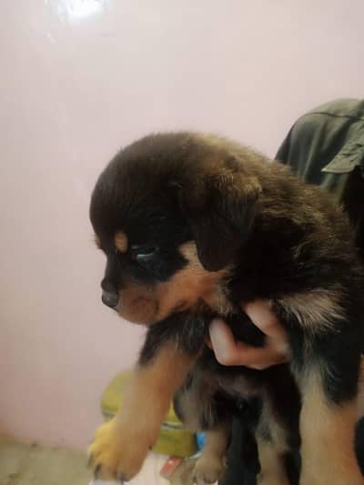 root whellier  puppies