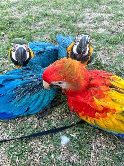 blue macaw parrot chicks for sale contact number (03281732809)