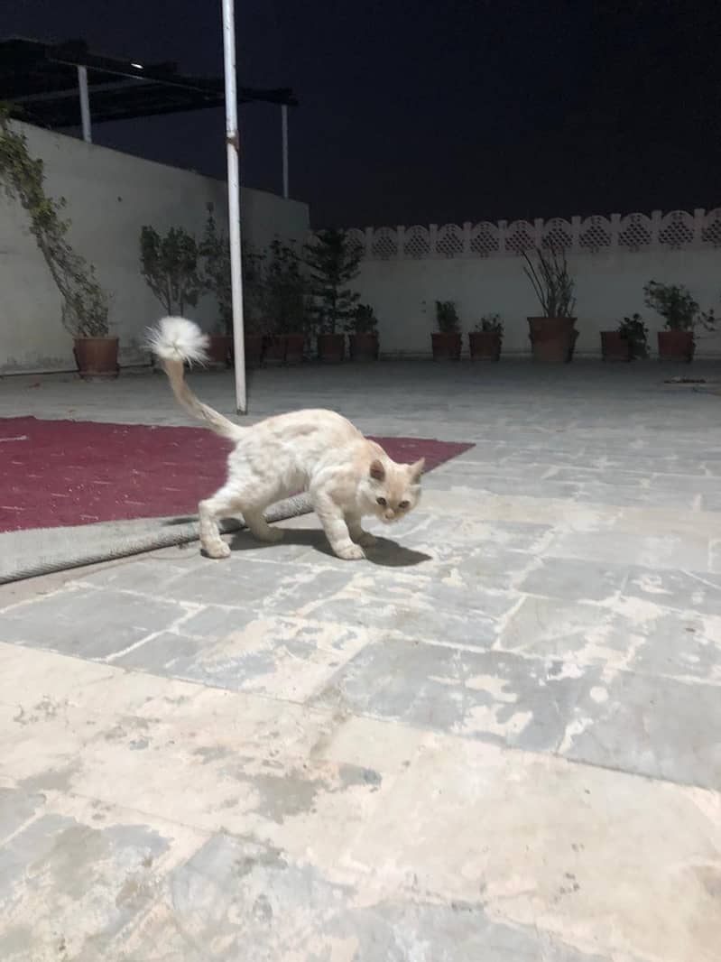 Persion Cat 0