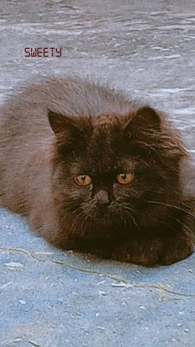 Black Persian Female Cat