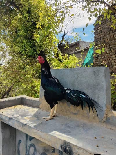 jis ko smjh ay rabta kry munasib price hn