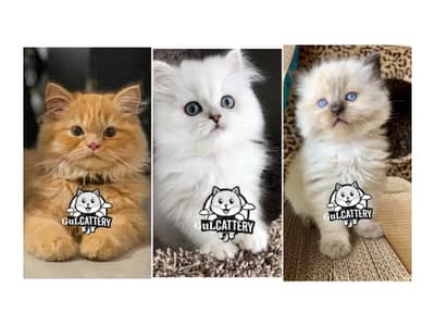 Persian British punch face piki face kitten cat available