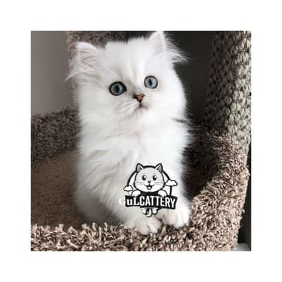 Persian British punch face piki face kitten cat available