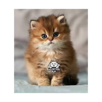 cash on delivery  available