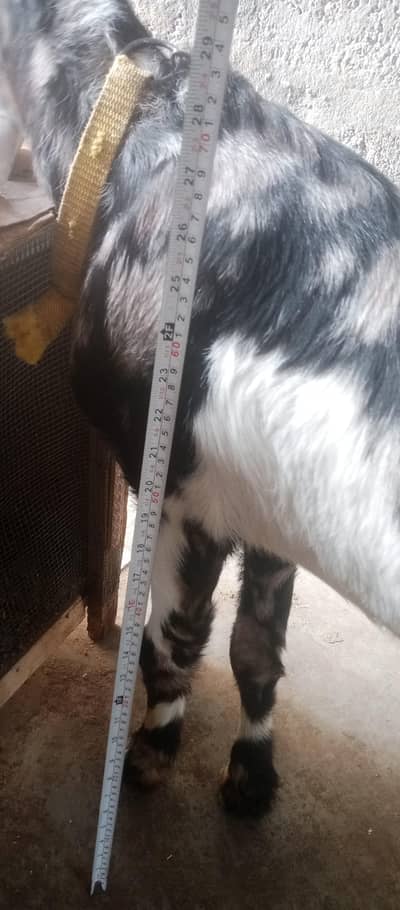 Doo patey hn 11 month ki