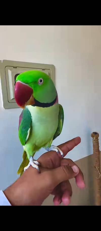 kashmiri raw parrot for sale