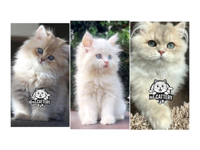 Persian British punch face piki face kitten cat available