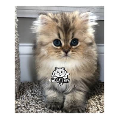 Persian British punch face piki face kitten cat available