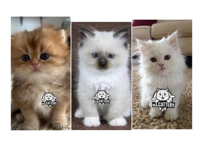 Persian British punch face piki face kitten cat available