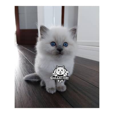 cash on delivery  available