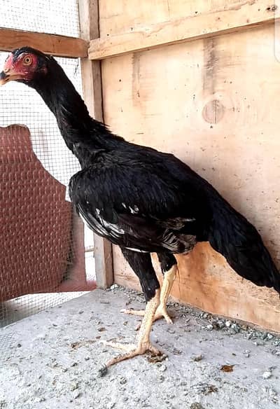 Aseel Mianwali Mushki