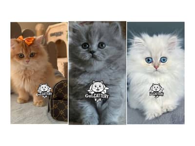 Persian British punch face piki face kitten cat available