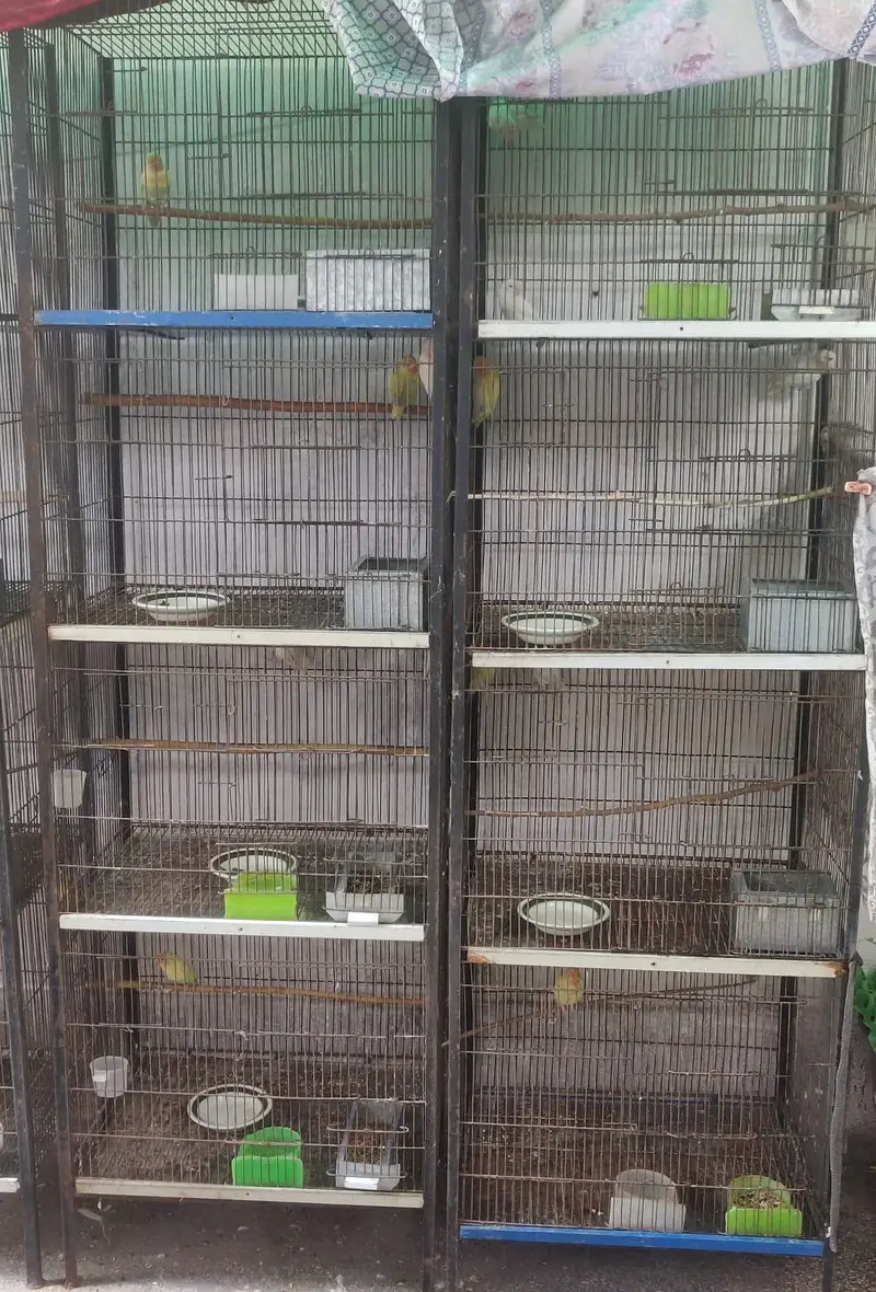 Bird Cage