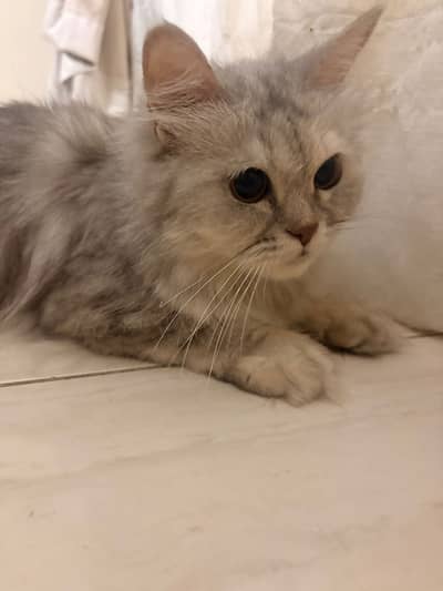 Persian Cat
