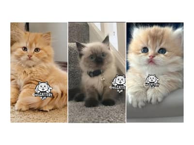Persian British punch face piki face kitten cat available