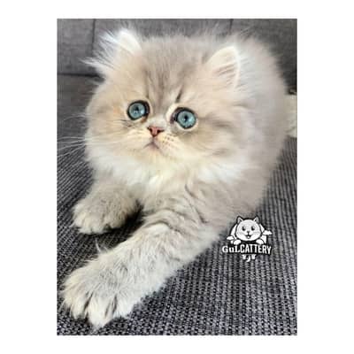Persian British punch face piki face kitten cat available