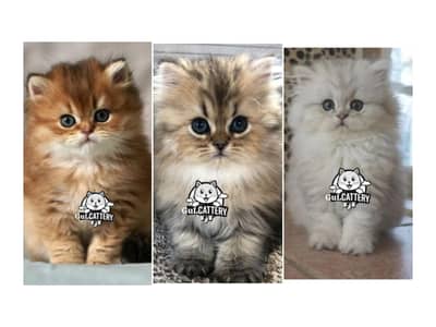 Persian British punch face piki face kitten cat available