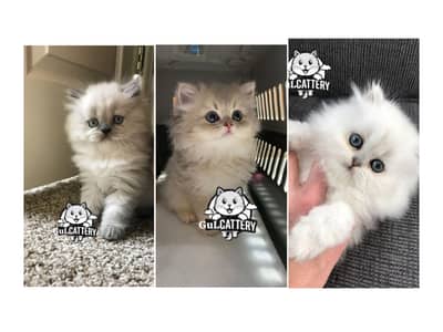 Persian British punch face piki face kitten cat available