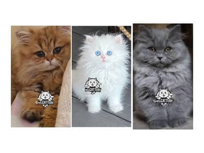 Persian British punch face piki face kitten cat available