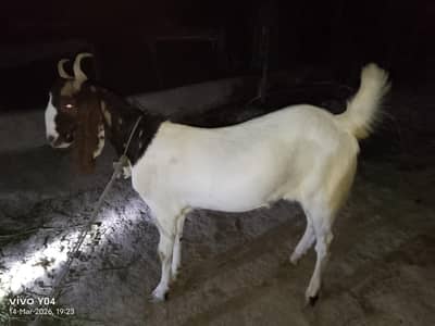 Bakra for Sale