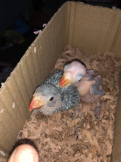 Blue parrots chiks