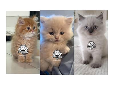 Persian British punch face piki face kitten cat available