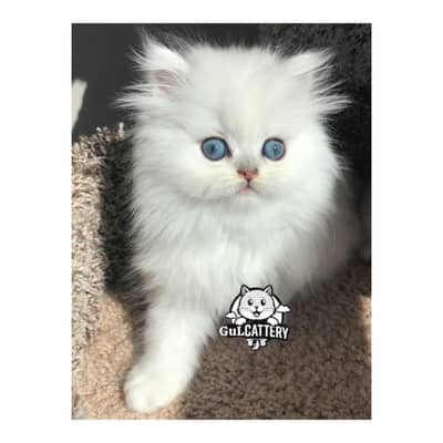 Persian British punch face piki face kitten cat available