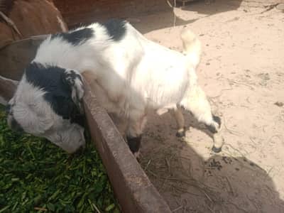 teddy nar for sale urgent