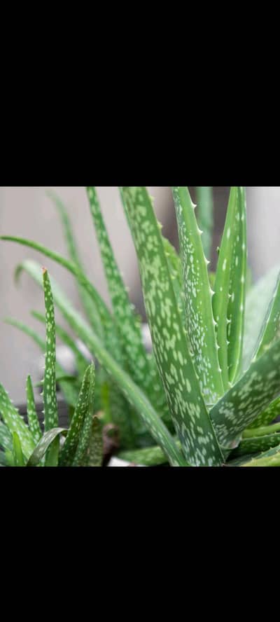 alover plant for sale