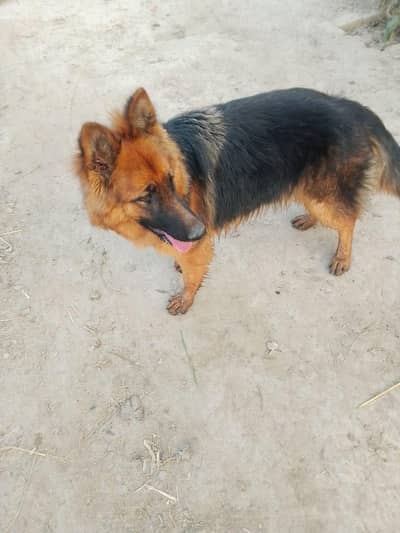 German shepherd female