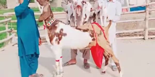 3 Bacchon Ka Sath Desi Bakri For Sale/ _03102718481