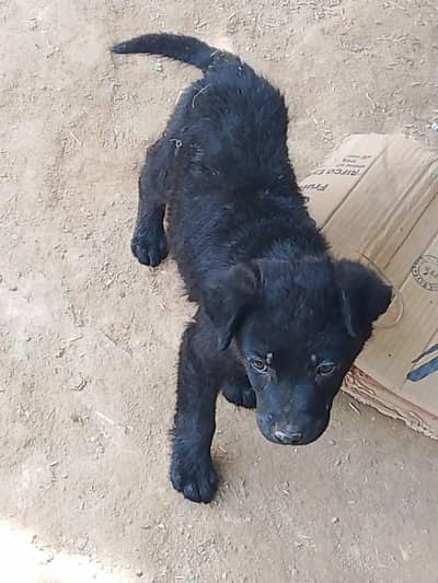 Labrador 1 Male puppy For sale