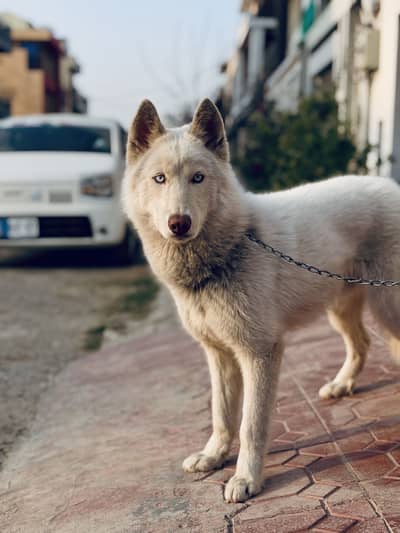 White Siberian Husky