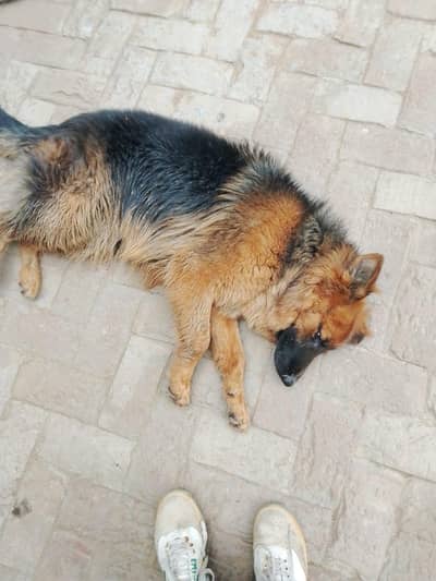 German shepherd female