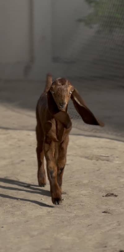 Pure Amritsari nagra beetal bakri