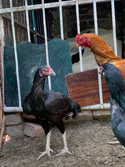 black murghi or aik pathi