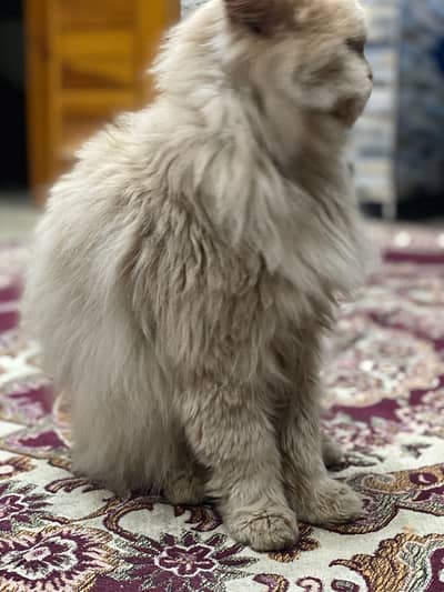 persian  cat