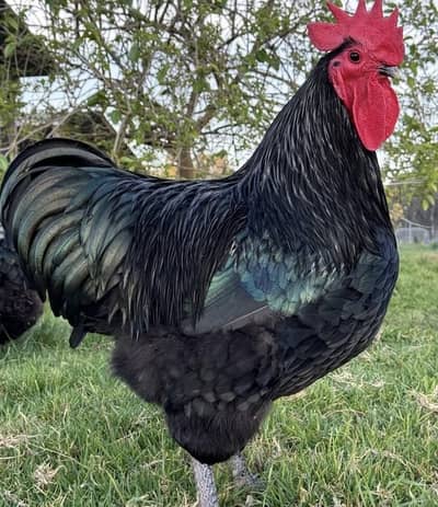 Heavy Black Australorp Roosters Available – Ready for Breeding