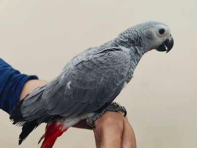 African gray paroot male