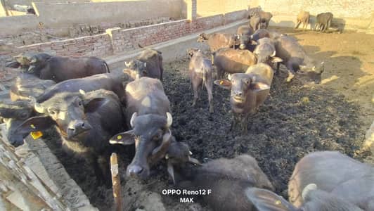  اعلیٰ نسل کے 10 صحت مند کٹّے برائے فروخت