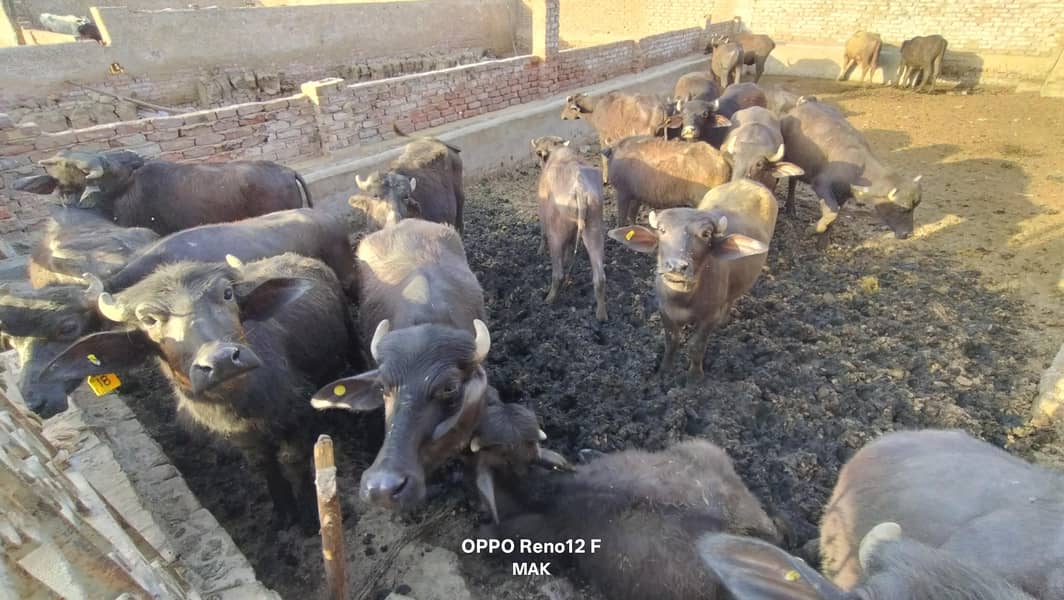  اعلیٰ نسل کے 10 صحت مند کٹّے برائے فروخت 0