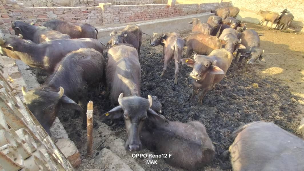  اعلیٰ نسل کے 10 صحت مند کٹّے برائے فروخت 2