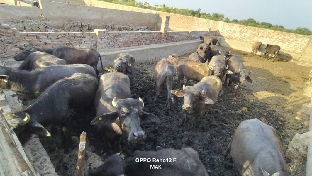  اعلیٰ نسل کے 10 صحت مند کٹّے برائے فروخت 3