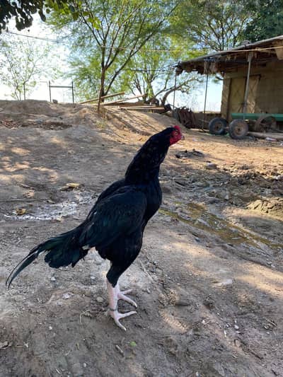 patha check karwa ka da ga 0317.968. 2115