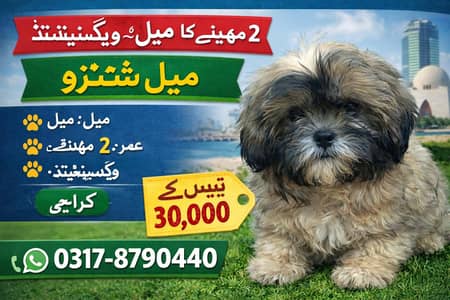 Shih Tzu Male Puppy 2 Months Old  30,000 Final