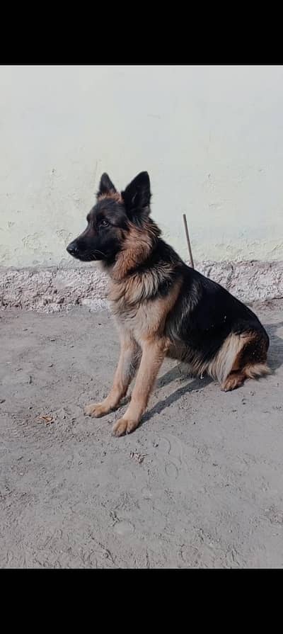 German shepherd long coat female, Argent for sale.