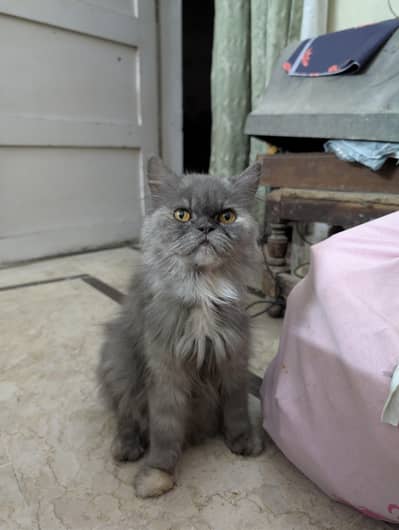 Persian breeder(punch face) cat for sale