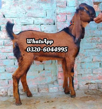 Desi Bakra For Sale Urgent For Qurbani