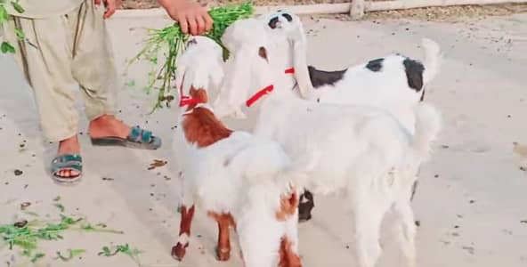 3 Bacchon Ka Sath Desi Bakri For Sale/ +03246711890