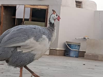 Guinea fowl female for sale